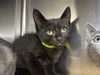 adoptable Cat in  named Fresh Squeeze