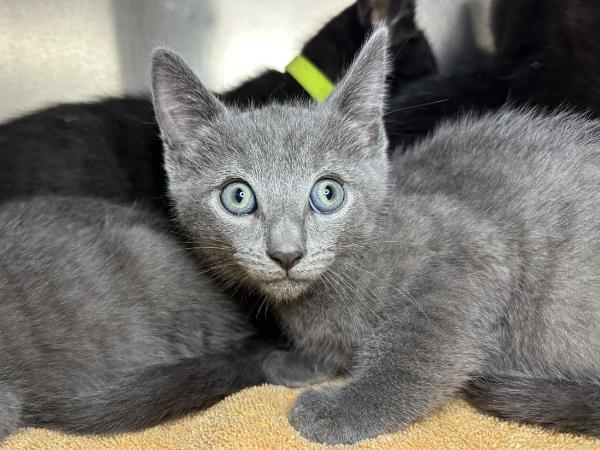 adoptable Cat in Millersville, MD named Limeade
