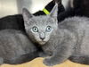 adoptable Cat in  named Limeade