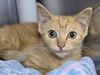 adoptable Cat in  named Tangerine