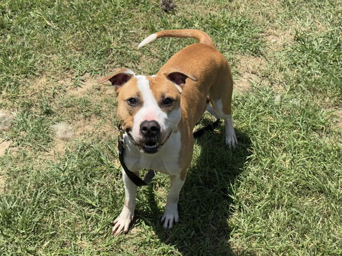 picture of the dog needing adoption