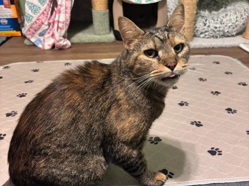 picture of the cat needing adoption