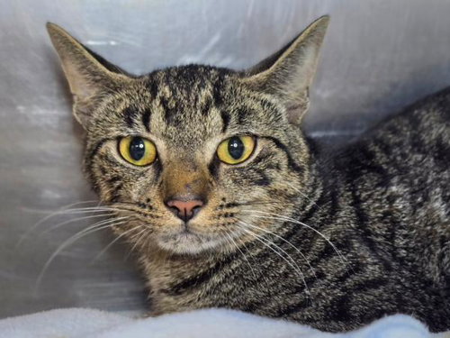 SWISS - Domestic Short Hair available for adoption