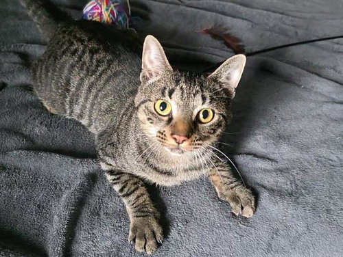 picture of the cat needing adoption