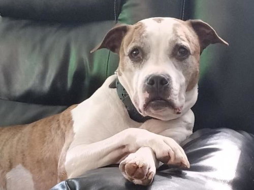 picture of the dog needing adoption