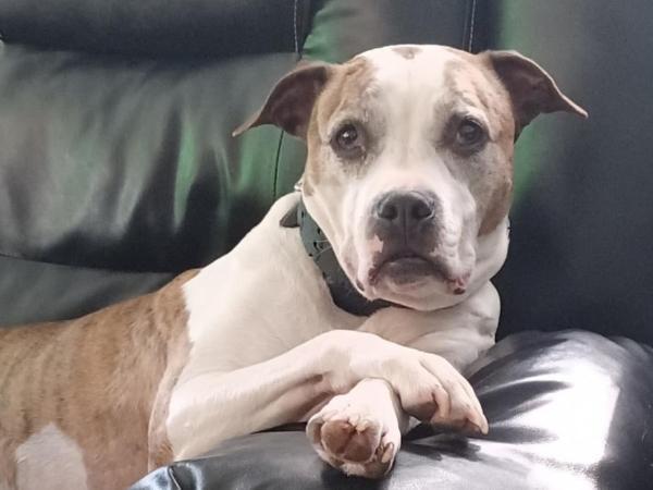 Rex