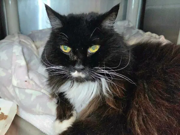 Daisy - Domestic Long Hair