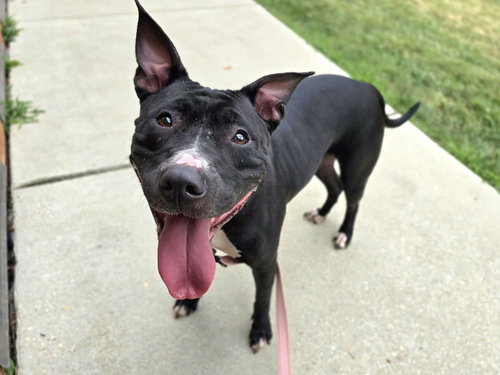 picture of the dog needing adoption