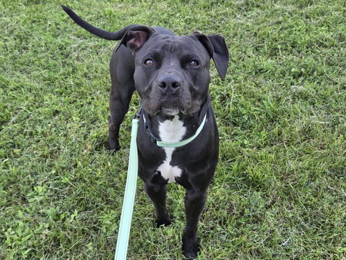 picture of the dog needing adoption