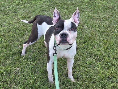CARMELO - Pit Bull Terrier available for adoption