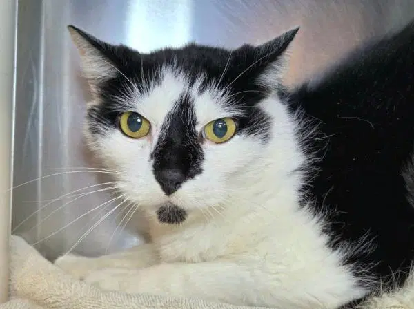 Boris - Domestic Short Hair