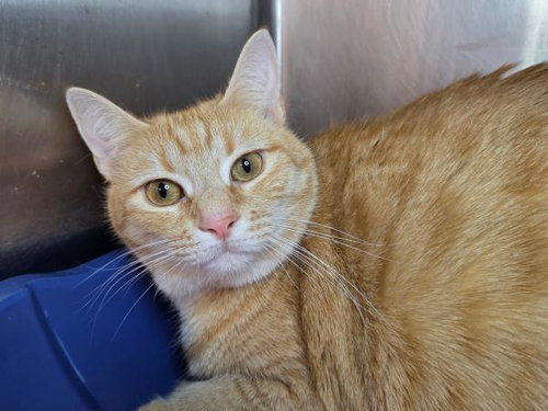 CHEETO - Domestic Short Hair available for adoption
