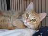 Cheeto - Photo 1