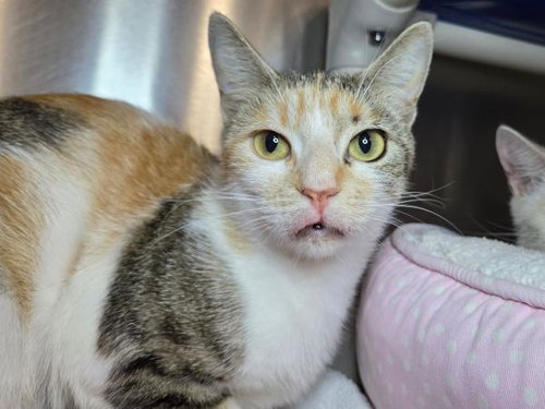 HAZEL - Domestic Short Hair available for adoption
