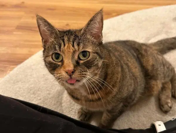 Sasha - Domestic Short Hair