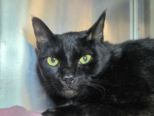 picture of the cat needing adoption