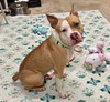 Tito - Photo 1
