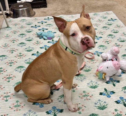 picture of the dog needing adoption
