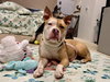 Tito - Photo 2