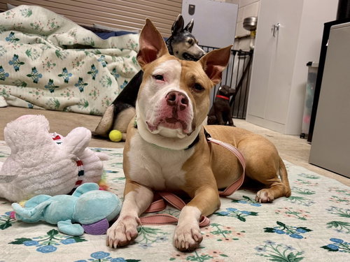 TITO - Pit Bull Terrier available for adoption