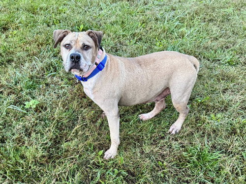 picture of the dog needing adoption