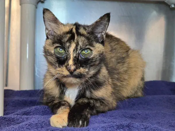 Granny - Domestic Short Hair