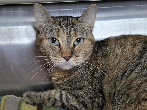 picture of the cat needing adoption