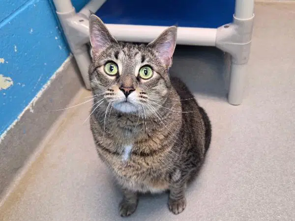 Thicken Nugget - Domestic Short Hair