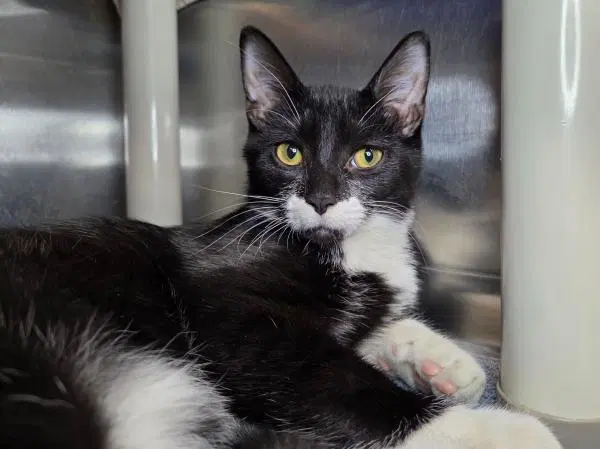 Elvis - Domestic Short Hair