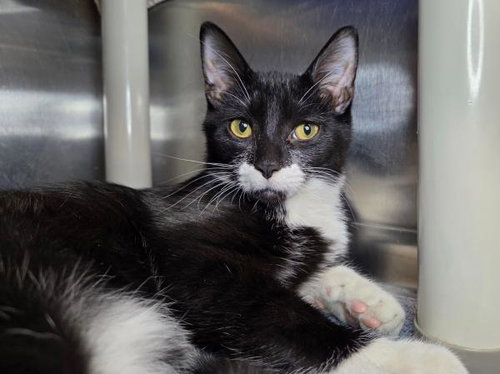 ELVIS - Domestic Short Hair available for adoption