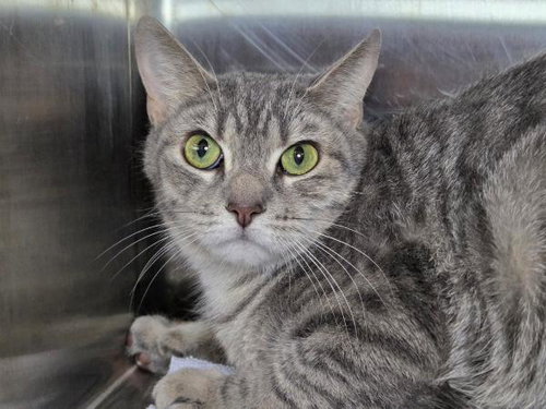 picture of the cat needing adoption