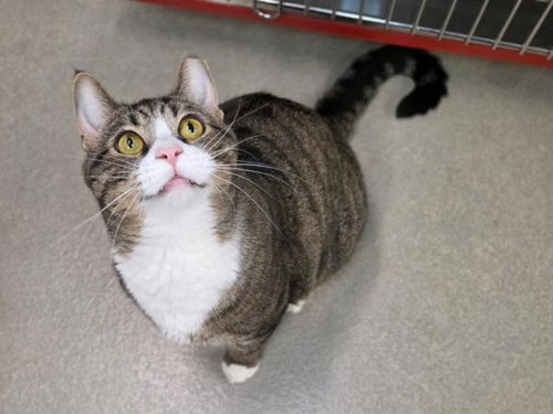 picture of the cat needing adoption