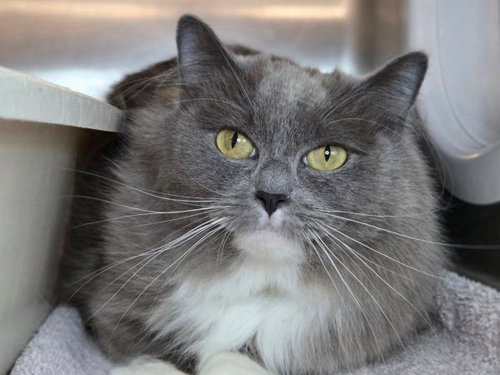 picture of the cat needing adoption