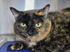 Starfire - Photo 1