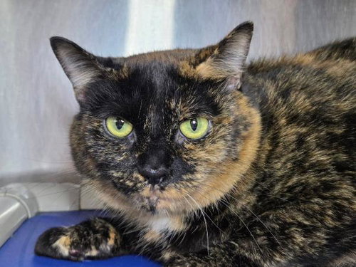 picture of the cat needing adoption