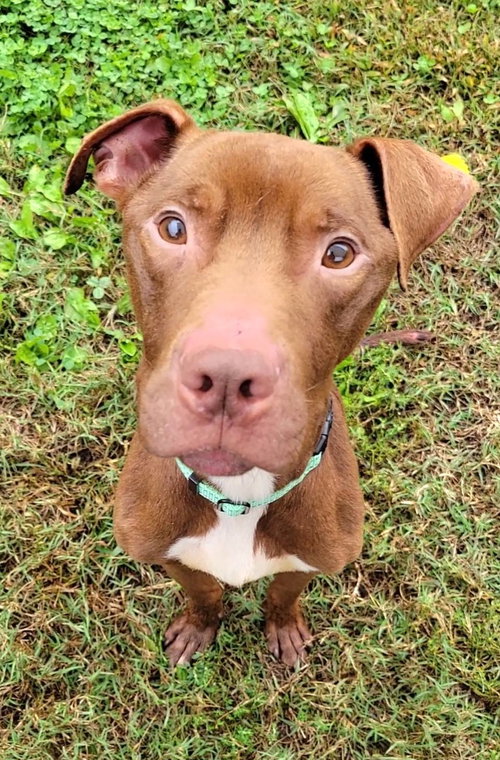 picture of the dog needing adoption