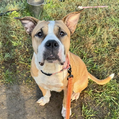 picture of the dog needing adoption