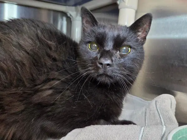 Leonidas - Domestic Short Hair