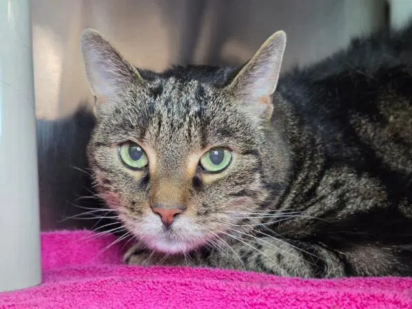 Spunky - Domestic Short Hair