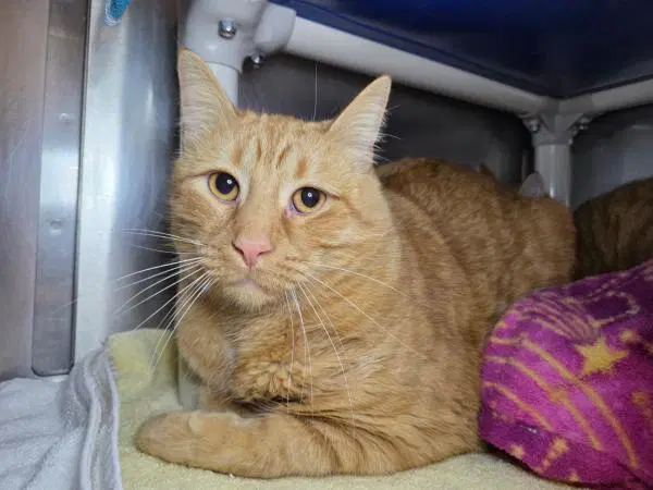 Arthur - Domestic Short Hair