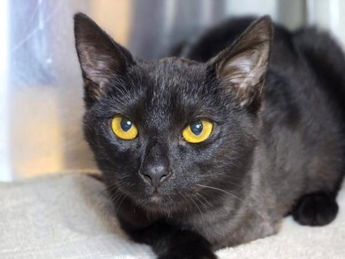 picture of the cat needing adoption