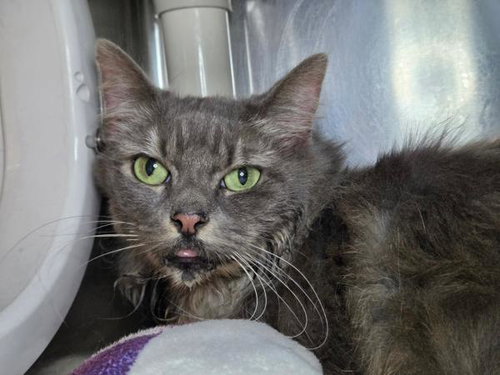 picture of the cat needing adoption