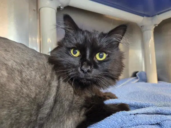 Nymeria - Domestic Medium Hair