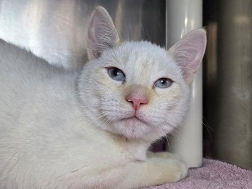 picture of the cat needing adoption