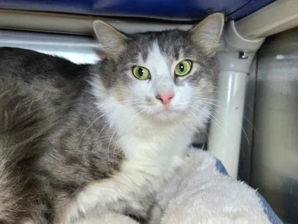 Powdered Donut - Domestic Medium Hair