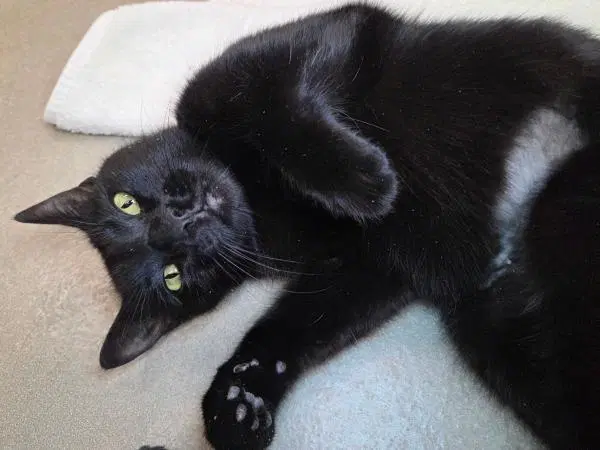 Stormi Lady - Domestic Short Hair