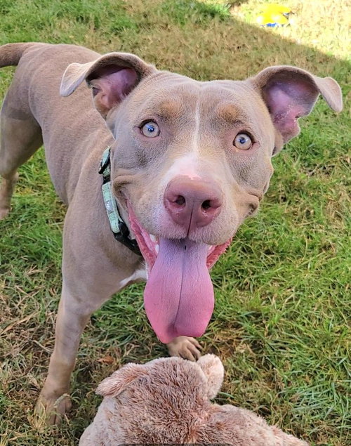 picture of the dog needing adoption