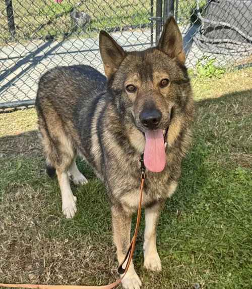 picture of the dog needing adoption
