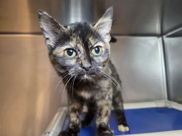Bugga Bugga - Domestic Short Hair