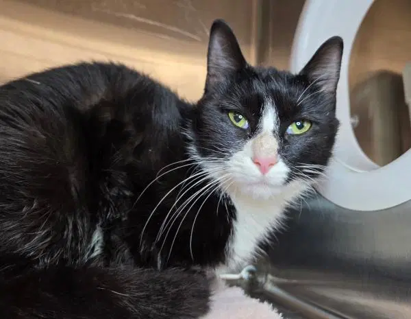 Clove - Domestic Short Hair